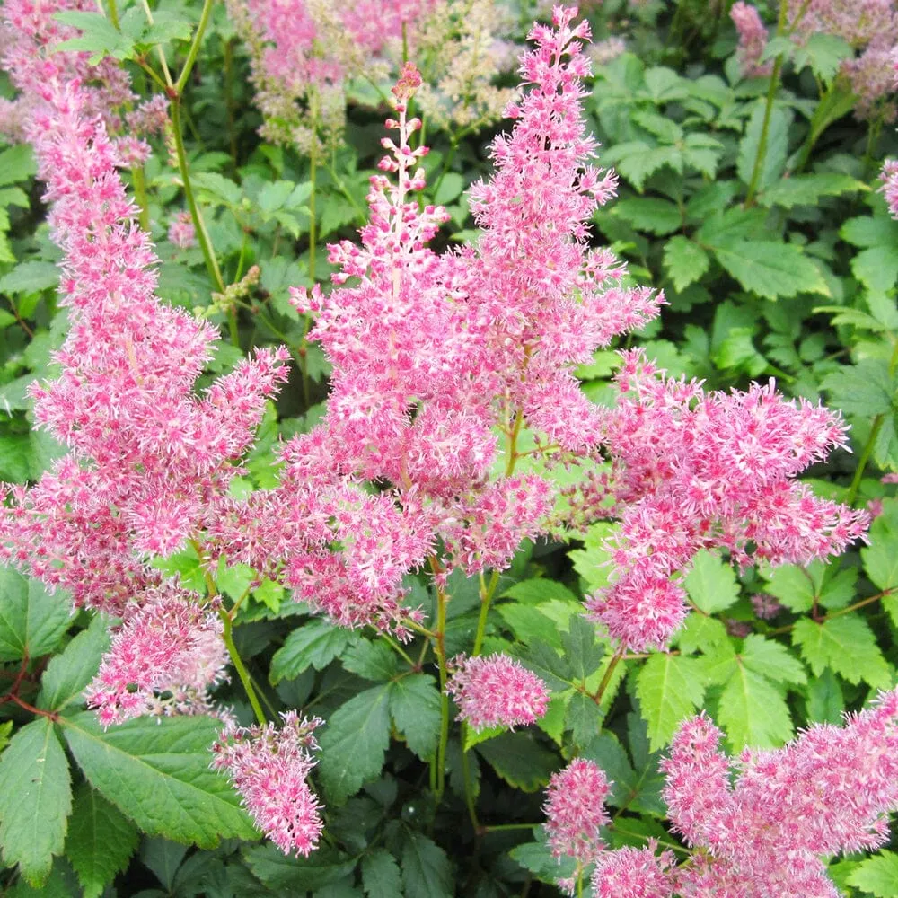 Astilbe Pink Aquatic Pond Plant - False Goat's Beard