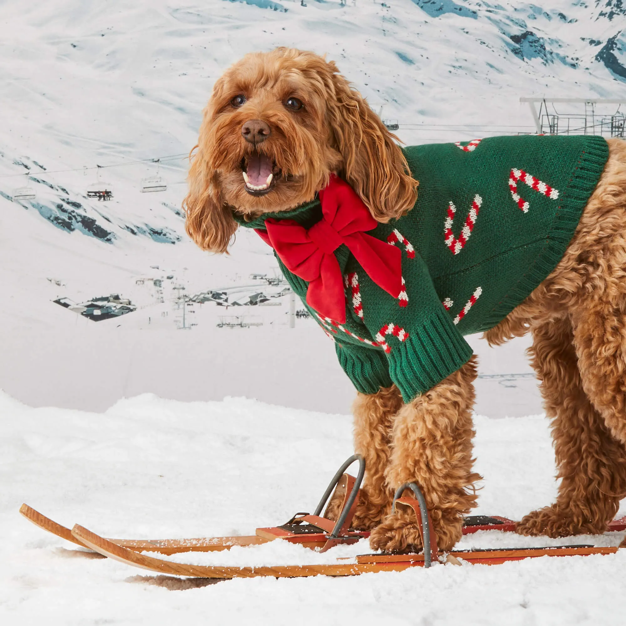 Candy Canes Dog Sweater