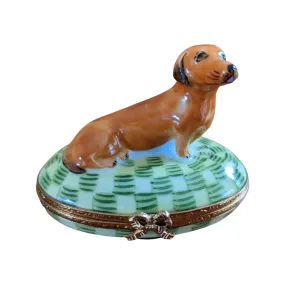 Dachshund: Brown Dog