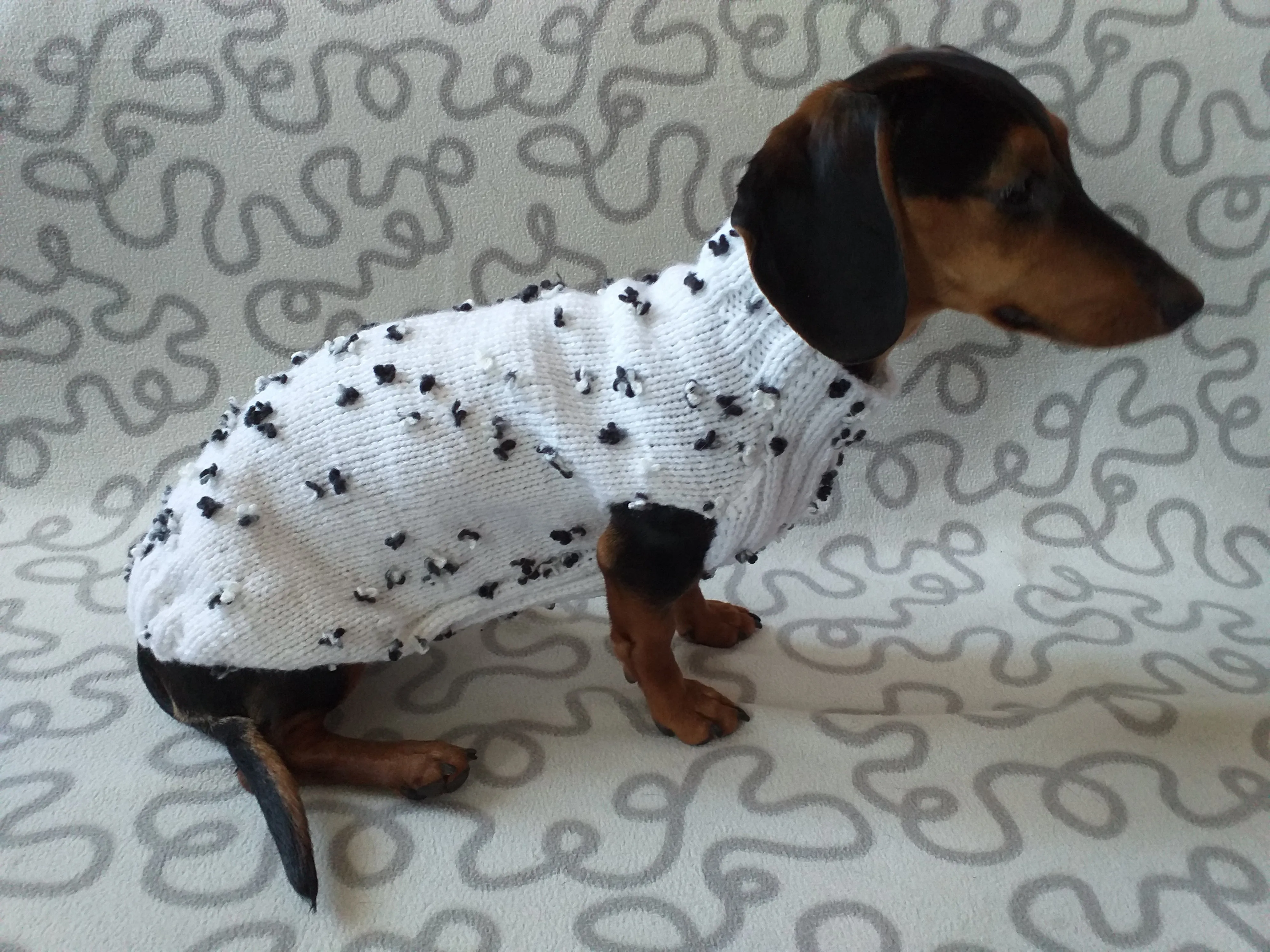 White jumper with black and white flowers for dachshund, Sweater with flowers and butterflies for miniature dachshund or small dog