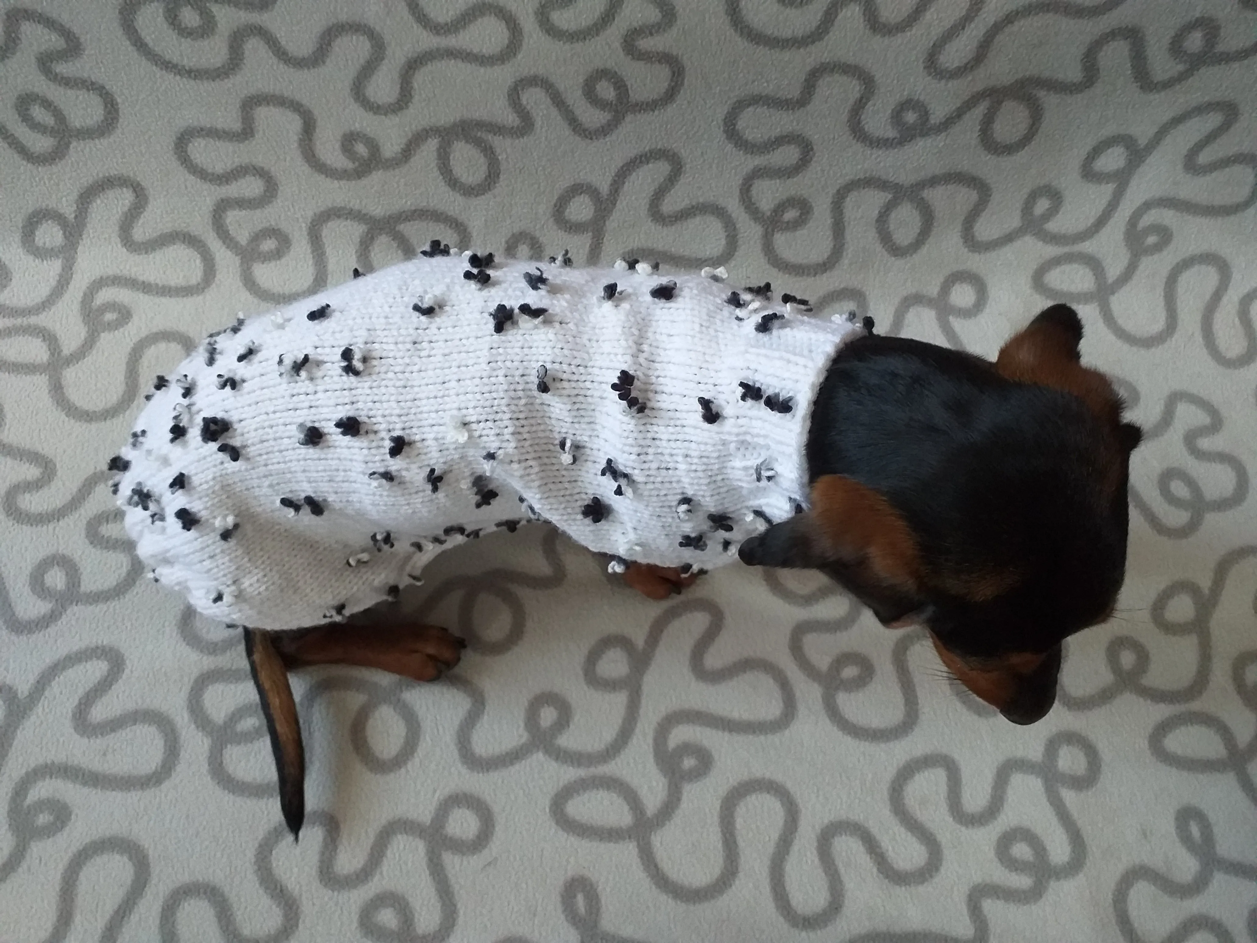 White jumper with black and white flowers for dachshund, Sweater with flowers and butterflies for miniature dachshund or small dog