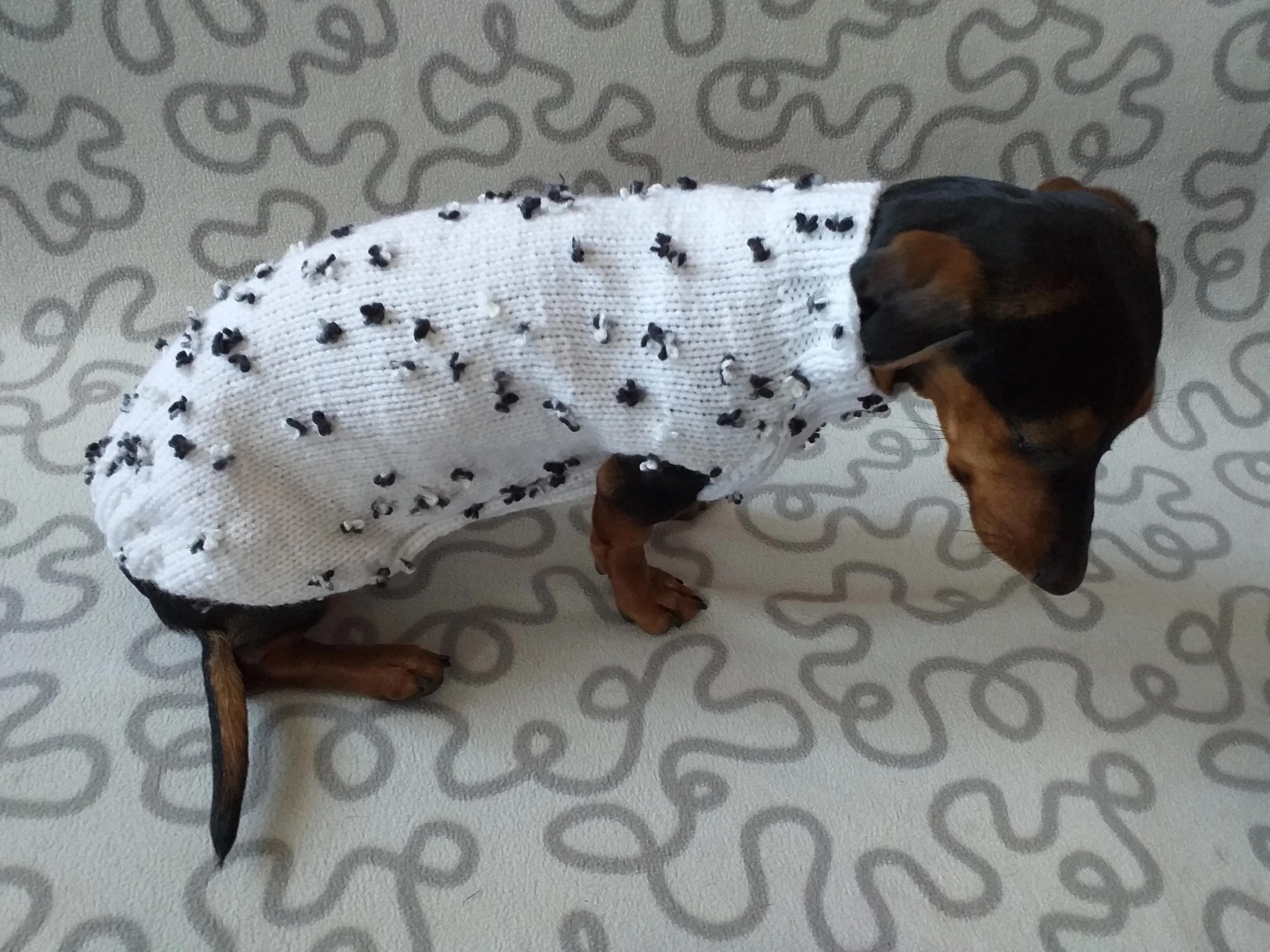 White jumper with black and white flowers for dachshund, Sweater with flowers and butterflies for miniature dachshund or small dog